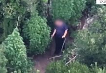 VAU DEJËS, KULTIVONTE BIMË NARKOTIKE, ARRESTOHET 50-VJEÇARI