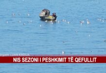 NIS SEZONI I PESHKIMIT TË QEFULLIT